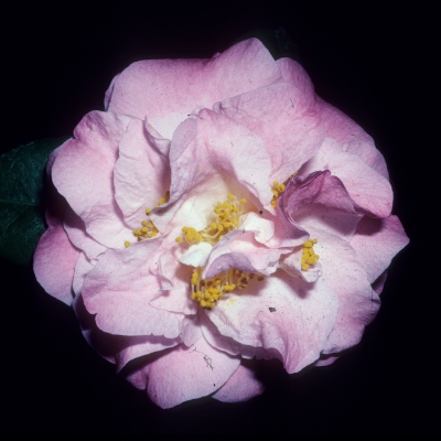 Pete's Fragrant Pink